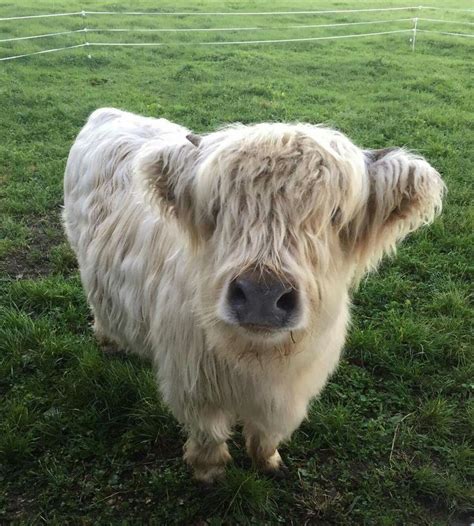 Highland Coo Fluffy Cows Cute Animals Baby Animals