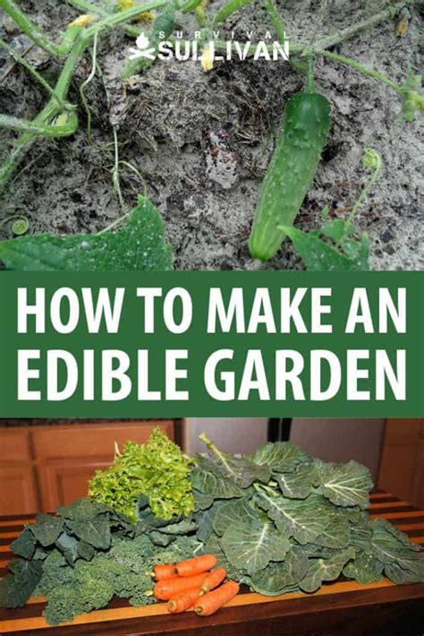 How To Make An Edible Garden Survival Sullivan