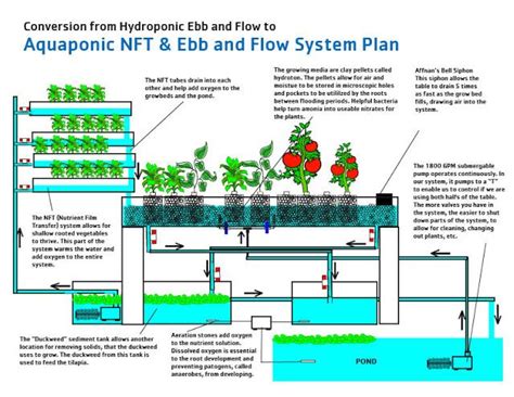 He had details on making an ebb and flow hydroponic sytem so i decided to try it … Ebb and flow system | Aquaponics