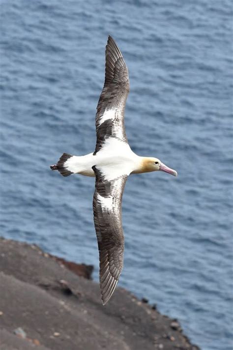 The Short Tailed Albatross A Majestic Bird Driven To The Brink Of