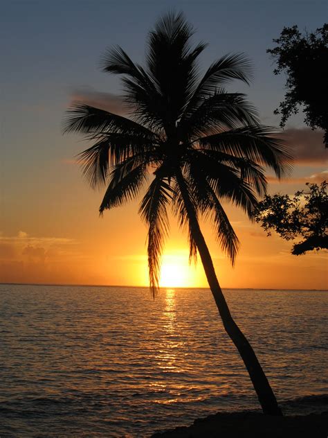 Filesunset With Coconut Palm Tree Fiji