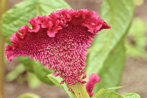 Crête De Coq Fleur Jardin Photo gratuite sur Pixabay