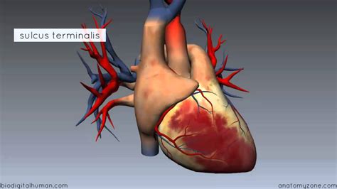 Heart Anatomy Right Atrium 3d Anatomy Tutorial Youtube