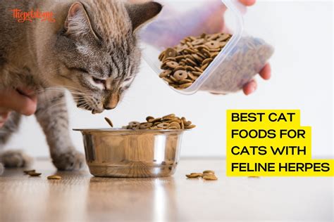 The Best Cat Foods For Cats With Feline Herpes 2024 Thepetstome