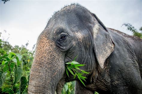 How often do elephants eat? Asian Elephant Profile - Phang Nga Elephant Park