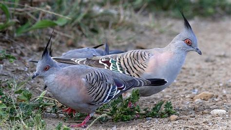 Crested Pigeon Ocyphaps Lophotes Youtube