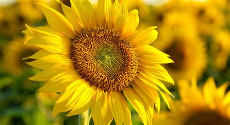 How To Successfully Grow Sunflowers Indoors Sistersgrimm