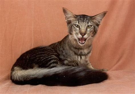 Oriental Longhair Cat Info Temperament Care Training