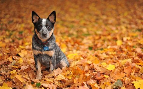 Cute Black Dog In Autumn Leaves Outdoor Wallpaper By
