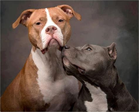 Beautiful Photo Of Beautiful Pit Bulls Beautiful Dogs Animals