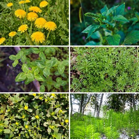 50 Weeds And Wildflowers You Can Actually Eat Diy And Crafts