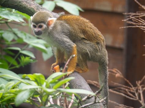 Common Squirrel Monkey Saimiri Sciureus 2019 05 25 Zoochat