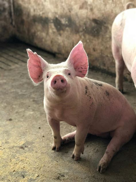 Cute Pig Sitting In Barn · Free Stock Photo