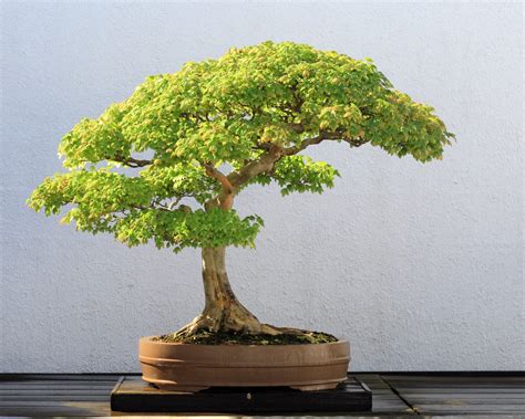 Best Outdoor Deciduous Bonsai Trees Bonsai Tree Gardener
