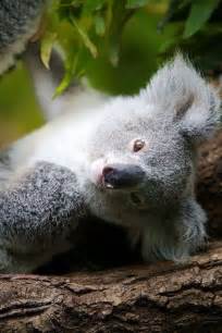 Pin By Lj On Cute Animals Koala Koala Bear Koalas