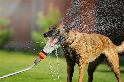 Heat Exhaustion In Dogs Symptoms And Treatments