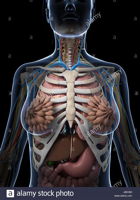 Human anatomy picture human anatomy art uterine prolapse boys vs girls learning websites body organs abdominal pain medical problems body systems. Female Anatomy Diagram Stock Photos & Female Anatomy ...