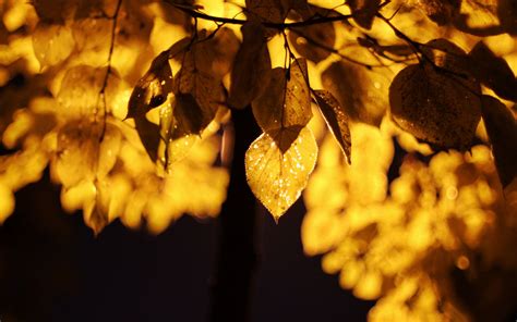Download Wallpaper 3840x2400 Leaves Light Yellow Macro Autumn 4k