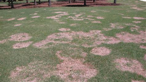 Spring Dead Spot Nc State Extension