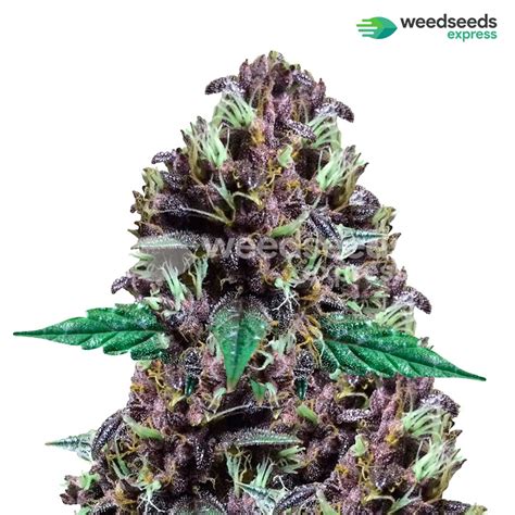 Cbd Purple Kush Autoflower Seeds For Sale Weedseedsexpress