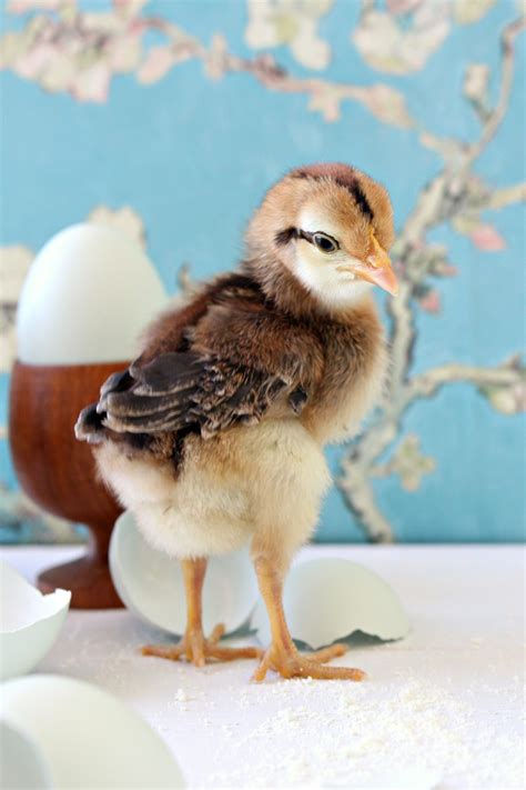 Spring Baby Chick Photos | We Got a New Batch of Chicks! | Dans le ...