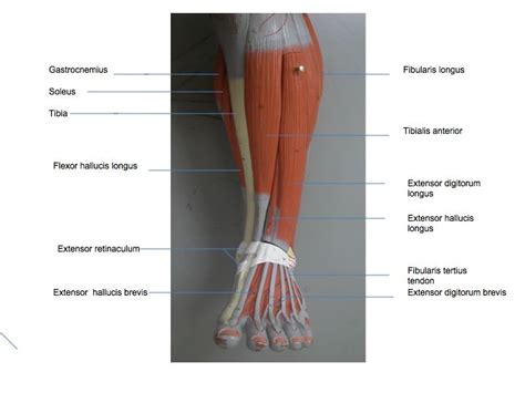 Lower Leg Muscle Diagram Labeled Illustration Of The Muscles Of The