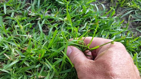 Weed Identification Learn Many Common Weeds In Your Lawn Youtube