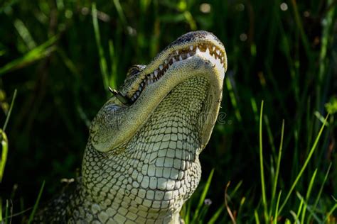 American Alligator Stock Photo Image Of Powerful Mississippiensis