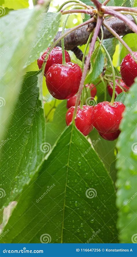 Cherries Red Ripe Green Leaves On The Tree Spring Background Stock