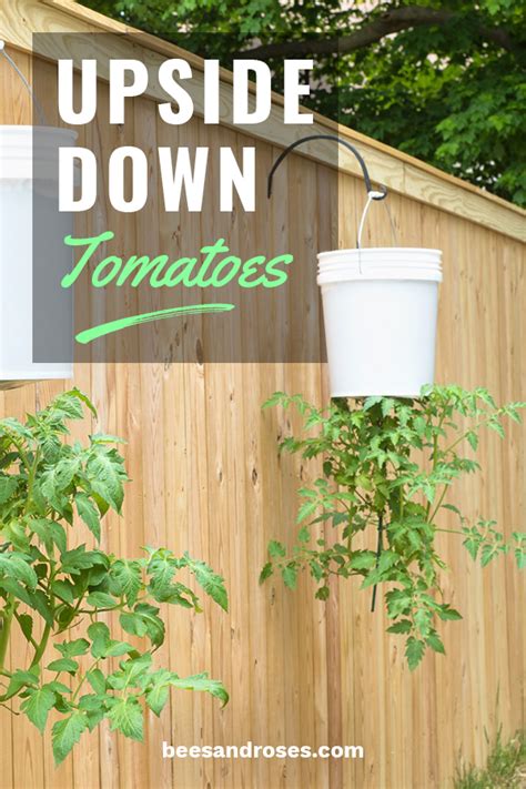 Top Seven Tips For Growing Upside Down Tomatoes ~ Bees And Roses