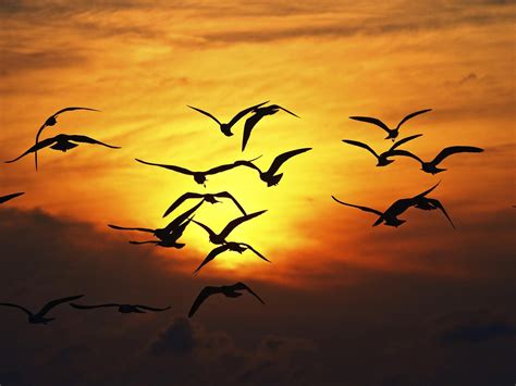 Birds Flying In The Sunset Hd Desktop Wallpaper Widescreen High