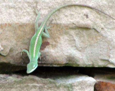 Sas Common Critters Nothing Common About The Green Anole San