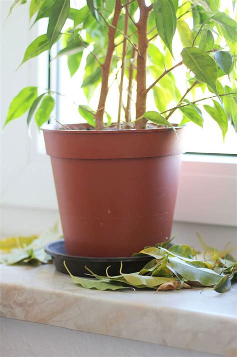 The weeping fig, also known as the benjamin fig, can have braided. Ficus Benjamina - Weeping Fig Tree Care (With images ...