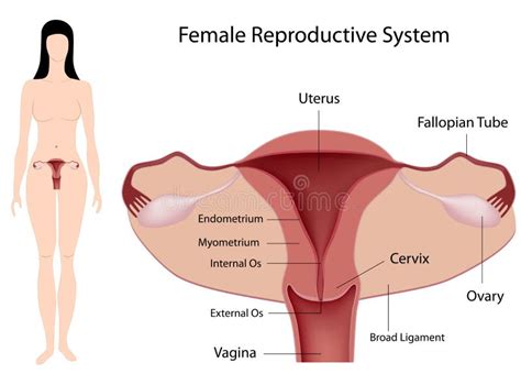 Female Reproductive System Stock Illustration Illustration Of Cervix 4187136