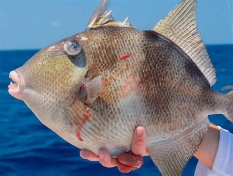 Florida Recreational Harvest Of Gulf Gray Triggerfish Opens Aug 1