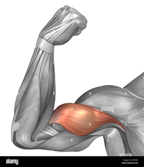 Illustration Of A Flexed Arm Showing Bicep Muscle Stock Photo Alamy
