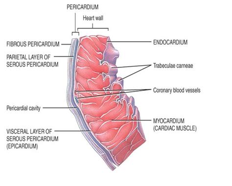 Medicina Anatom A Del Coraz N