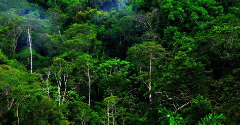 Berada di sembilan negara amerika selatan, hutan amazon memiliki luas tujuh juta kilometer persegi. Hutan Hujan Tropika ~ Ghufrona's Notes