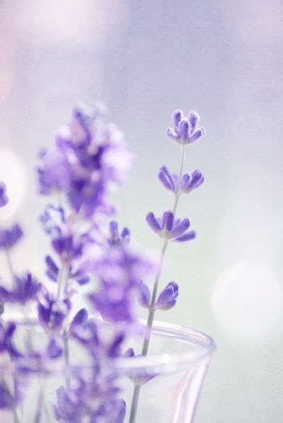 Nourish Your Soul Purple Flowers Wallpaper Lavender Aesthetic