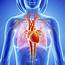 Female Cardiovascular System Artwork  Stock Image F005/9329