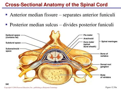 Ppt The Central Nervous System Part D Powerpoint Presentation Free