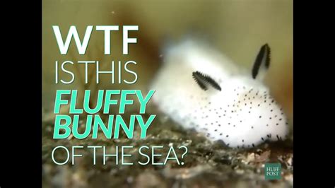 What Is This Adorable Sea Bunny Youtube