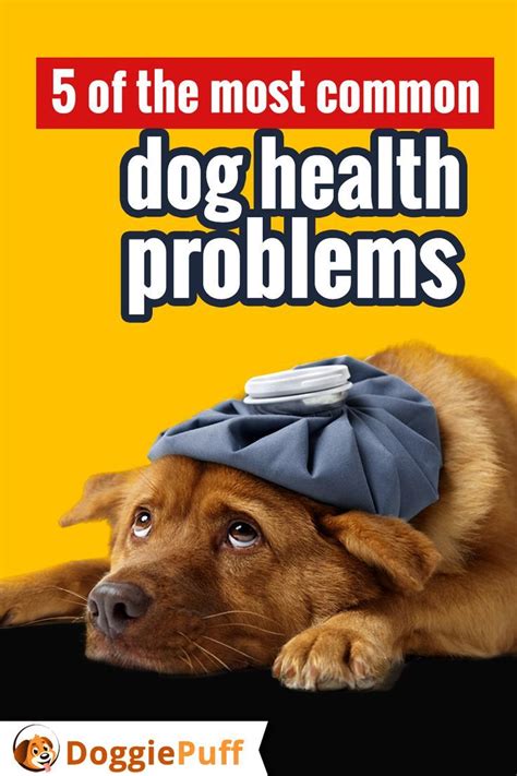 5 Of The Most Common Dog Health Problems Dog
