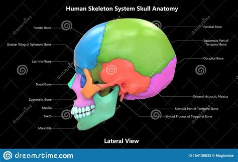 Skull A Part Of Human Skeleton System Anatomy With Detailed Labels ...