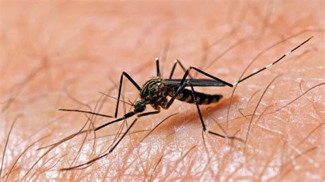 West Nile Basics Symptoms And How To Prevent Mosquito Bites