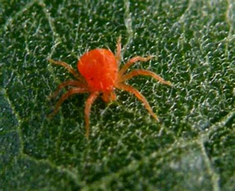 Gardens Inspired Control Of Red Spider Mites