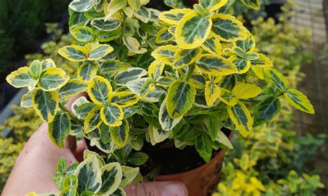 Euonymus Fortunei Emeraldn Gold Horticulture Dumont