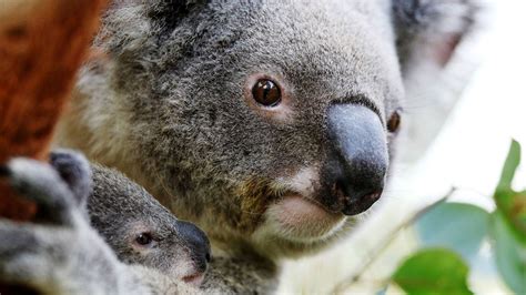 Koalas Now Functionally Extinct As Only 80000 Remain In Australia