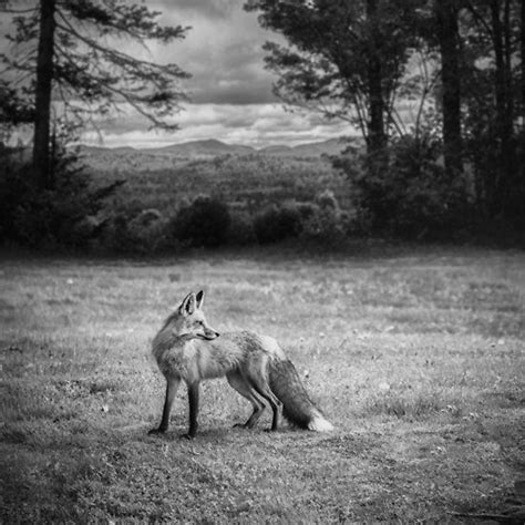 Pin By Giulia Cattaneo On Photography Black And White Female Fox