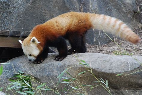 Red Panda 9 Red Panda Ailurus Fulgens At Smithsonian Nat Flickr